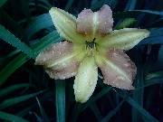 Apricot Beauty
